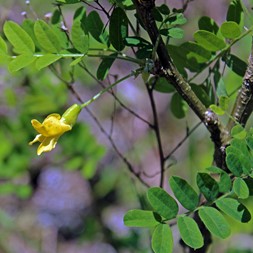 Caragana arborescens (Siberian peashrub)